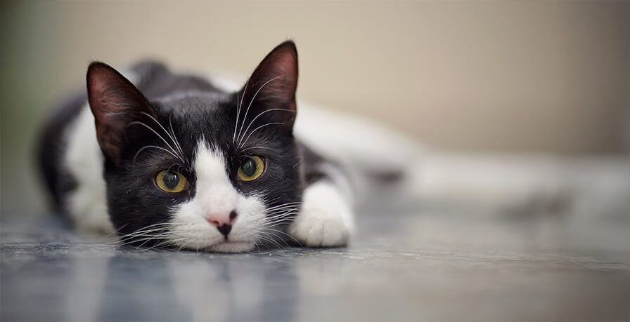 Black And White Cat Laying On Floor