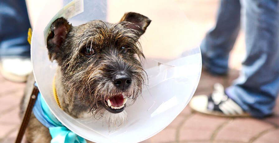 Brown Scruffy Dog In Surgical Cone