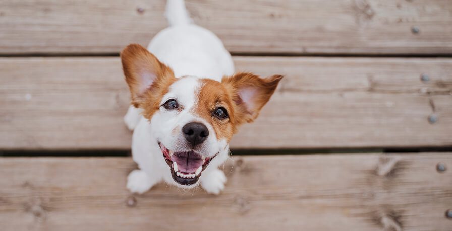 Happy Brown White Puppy Looking Up