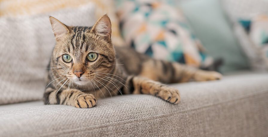 Striped Cat Laying On Tan Sofa