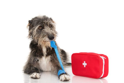 black-scruffy-dog-laying-down-and-biting-and-removing-blue-elastic-bandage-on-his-front-paw-next-to-a-red-first-aid-kit