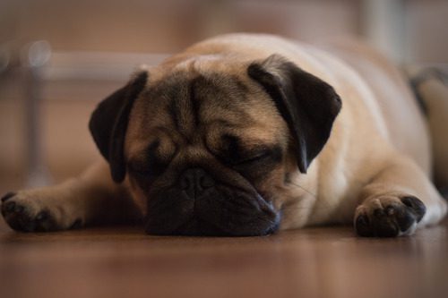 lethargic-pug-dog-laying-on-the-floor
