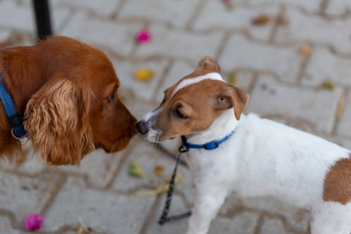two-leashed-dogs-smelling-each-other-as-they-meet-for-the-first-time