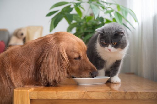 British shorthair cat sitting on table next to dish and watching while golden retriever dog eats out of it