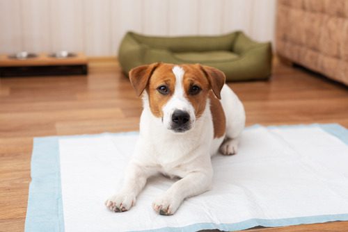 jack russell terrier dog laying on clean pee pad in the living room