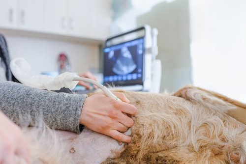 vet performing ultrasound on pregnant dog at the clinic 
