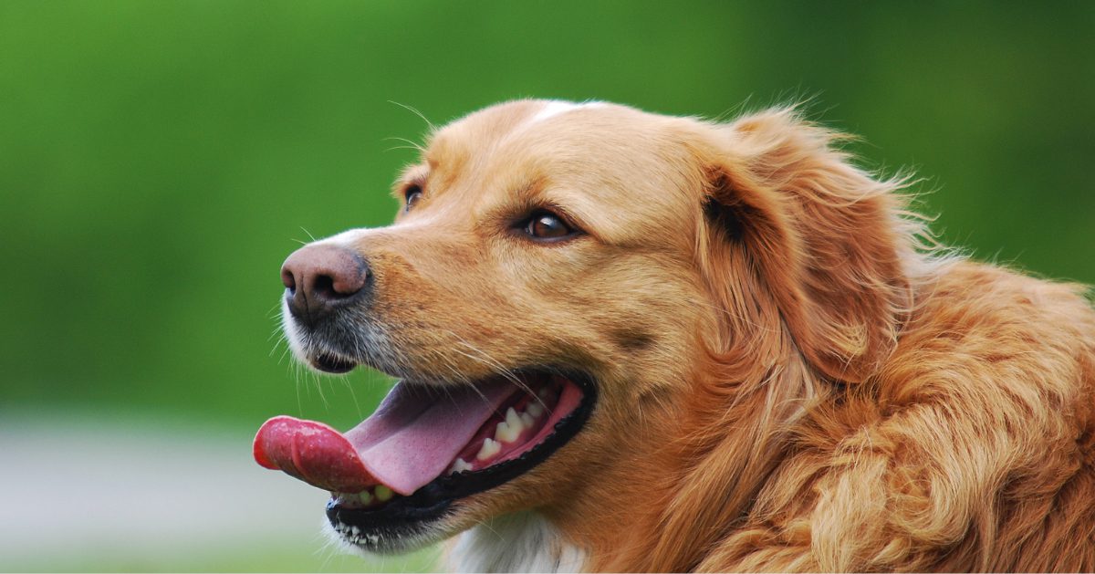 close up of golden retriever dog panting while outside