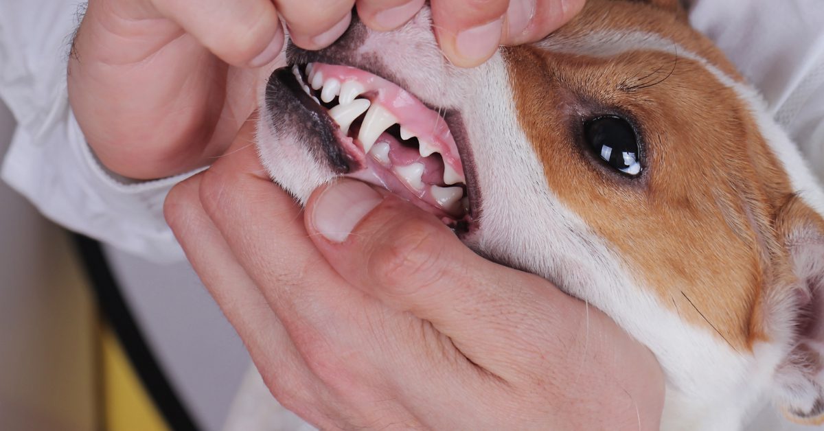 close up of vet checking dog's gums