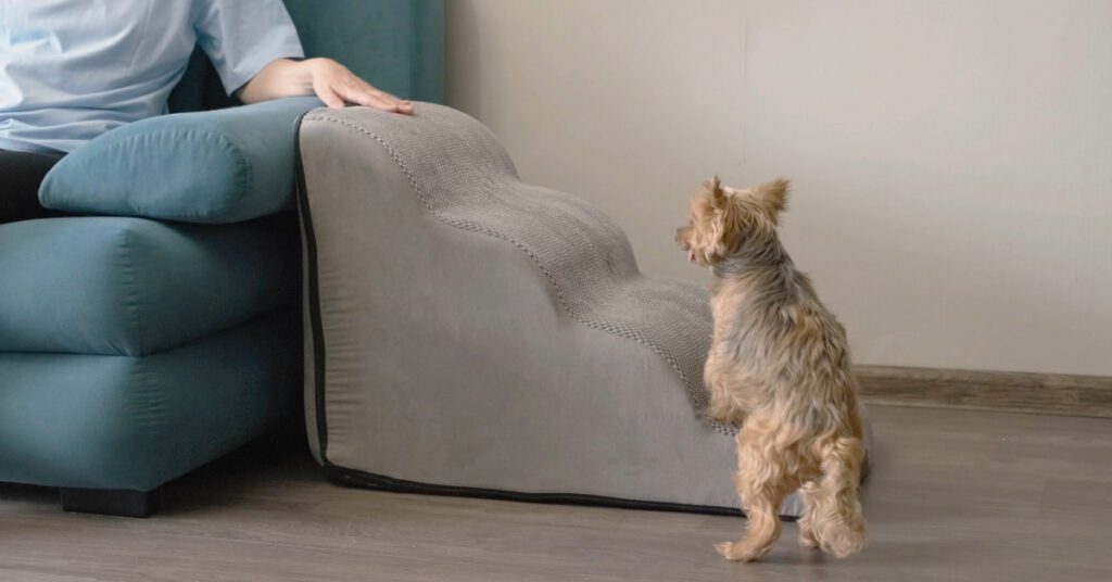 small dog hesitating to use stepping stairs to get onto couch due to arthritis