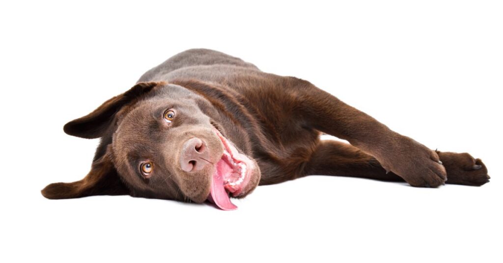 chocolate lab laying on the floor on its side with its tongue hanging out of its mouth