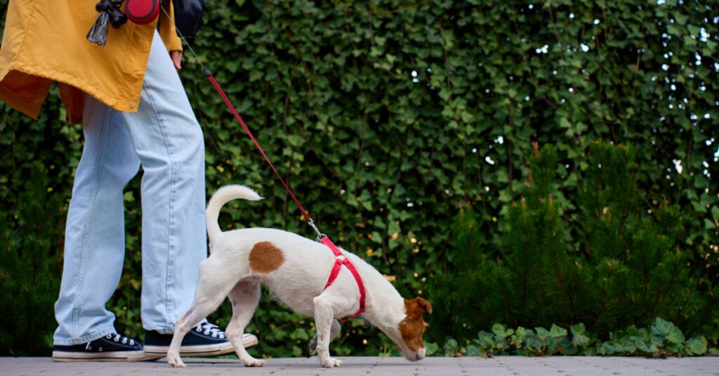 woman walking dog outside on the sidewalk