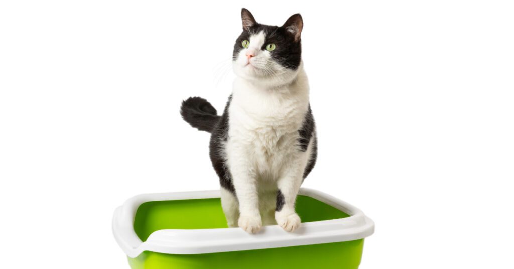 black and white cat standing in green litter box