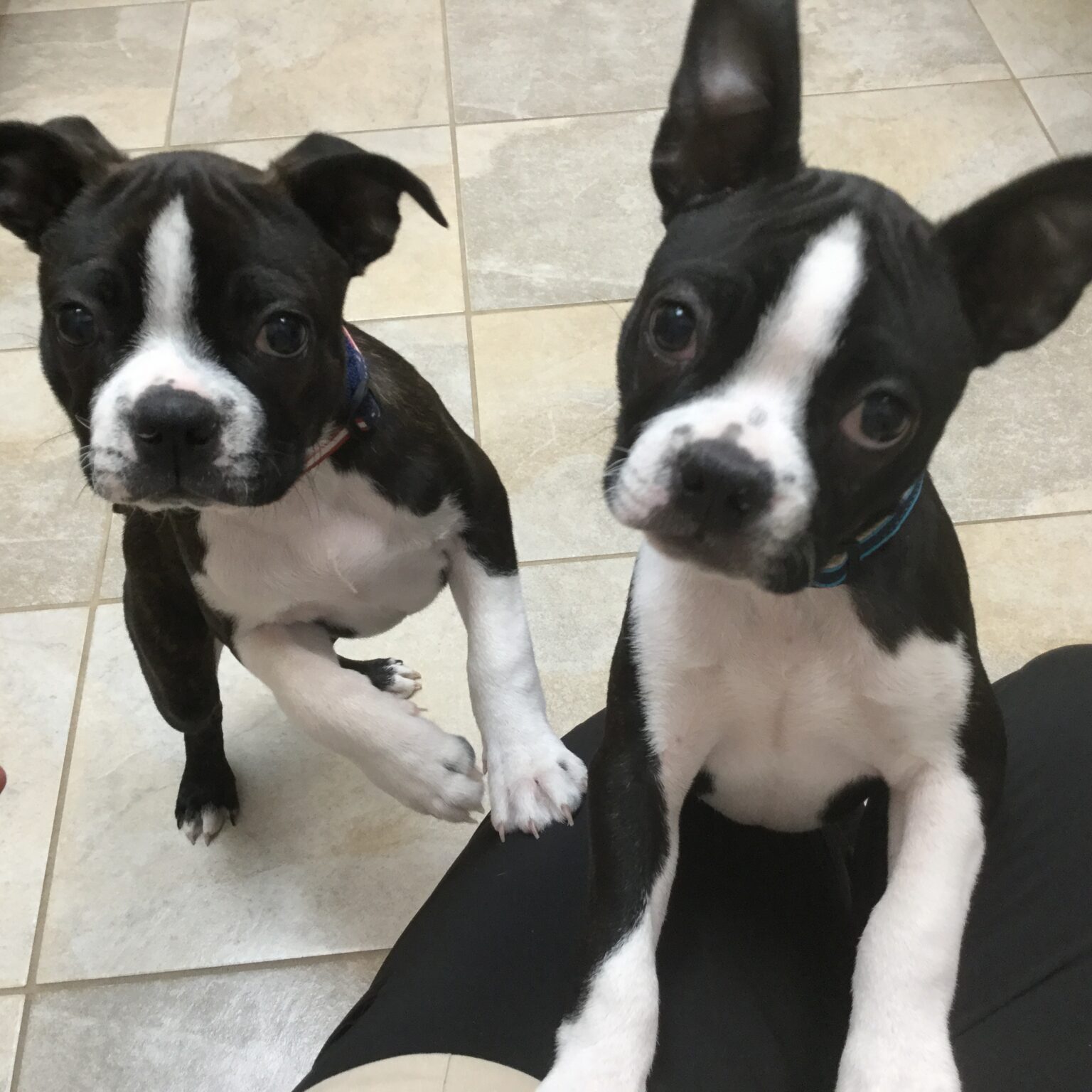 Bert & Ernie Head Tilt Cuteness