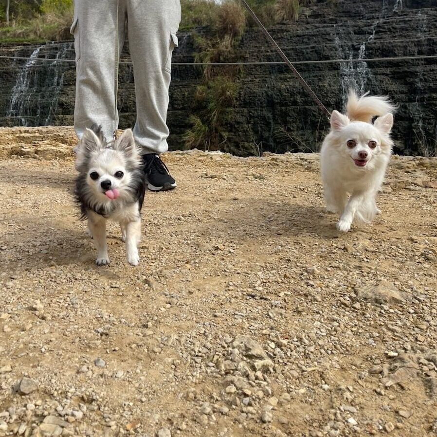Two little dogs on an Adventure Walk