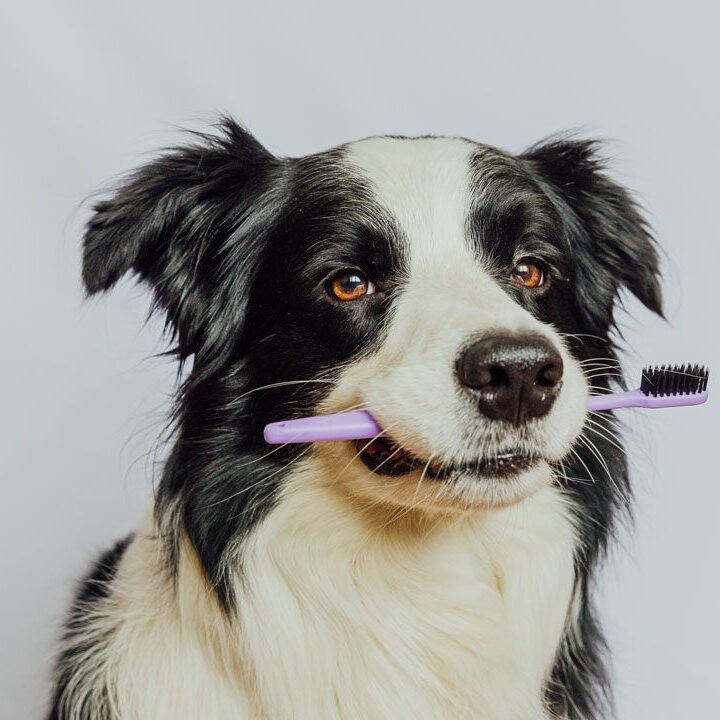 Black And White Dog Holding Toothbrush