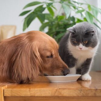 British shorthair cat sitting on table next to dish and watching while golden retriever dog eats out of it