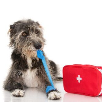 black-scruffy-dog-laying-down-and-biting-and-removing-blue-elastic-bandage-on-his-front-paw-next-to-a-red-first-aid-kit