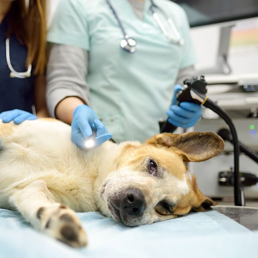 dog under anesthesia during an endoscopy procedure