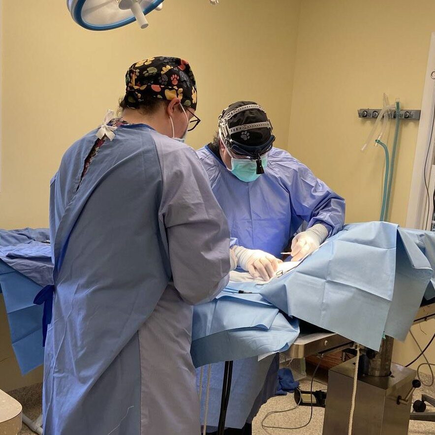 veterinarians concentrating on patient during surgical procedure