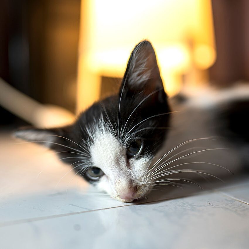 sick kitten getting cancer treatment