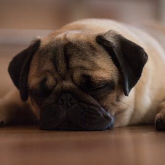 lethargic-pug-dog-laying-on-the-floor