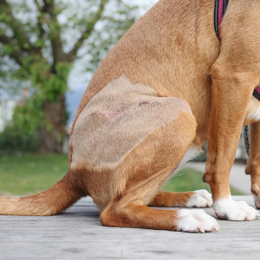 Dogs Shaved Leg Recovering From Surgery Dogs Shaved Leg Recovering From Surgery