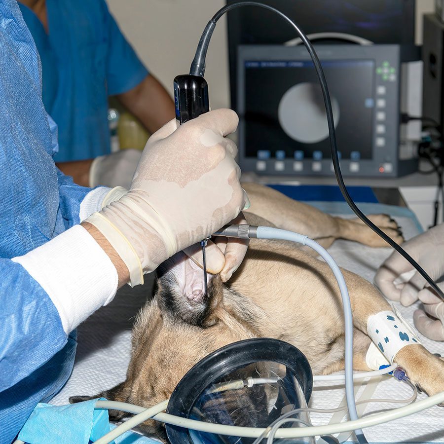 Endoscopy Procedure On Pug