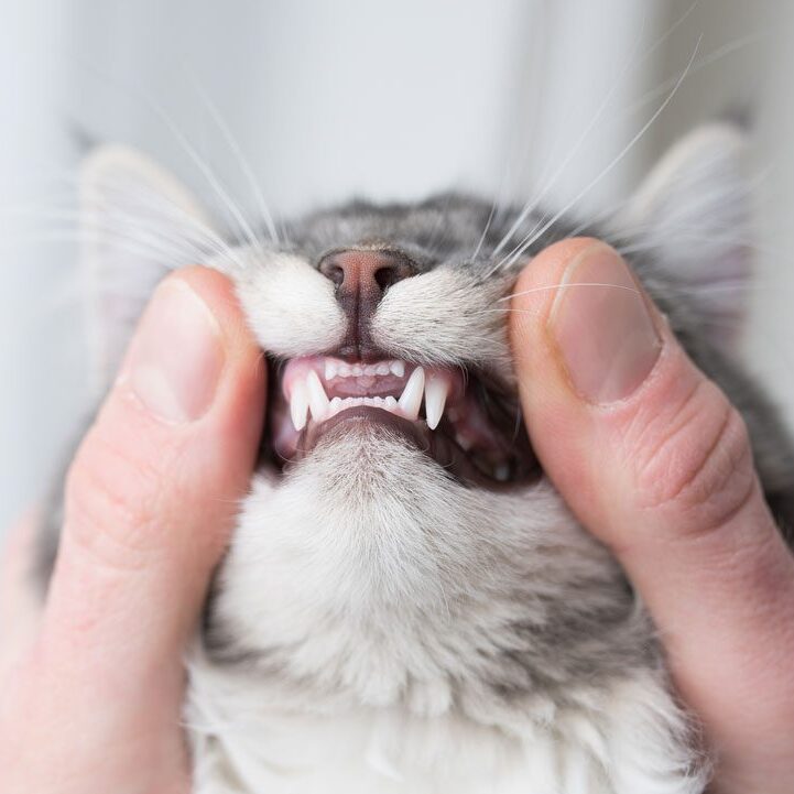 Gray Tabby Kitten Showing Teeth