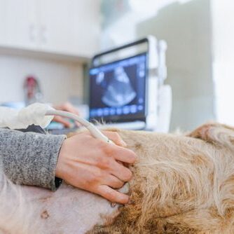 vet performing ultrasound on pregnant dog at the clinic