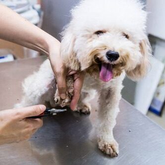 vet trimming dog's nails at the clinic