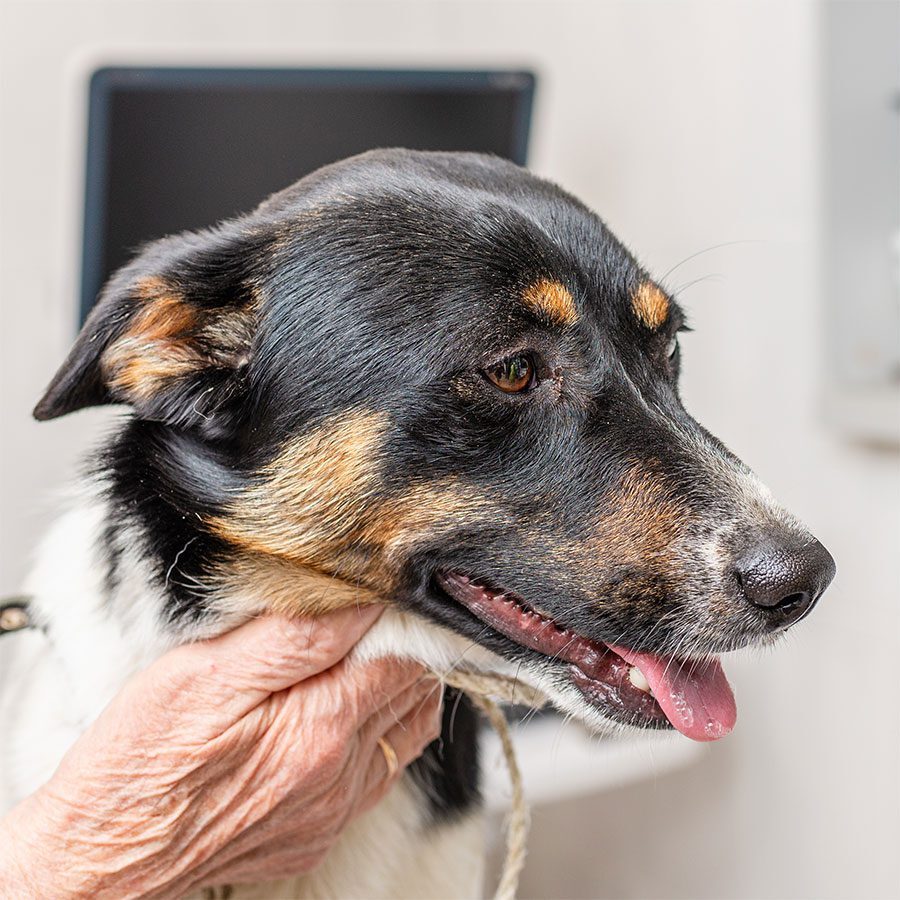 Old Dog Going Through Cancer Treatment