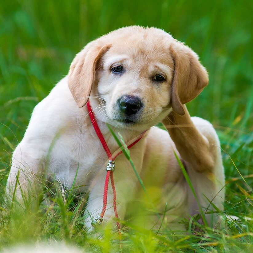 Parasite Prevention For Dogs And Cats In Warrenville , IL dog itching its neck