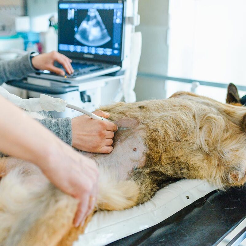 dog getting an ultrasound