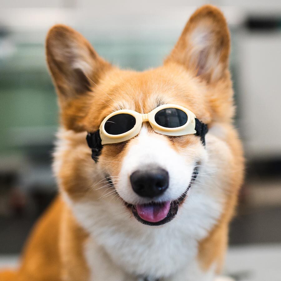 dog wearing laser therapy goggles