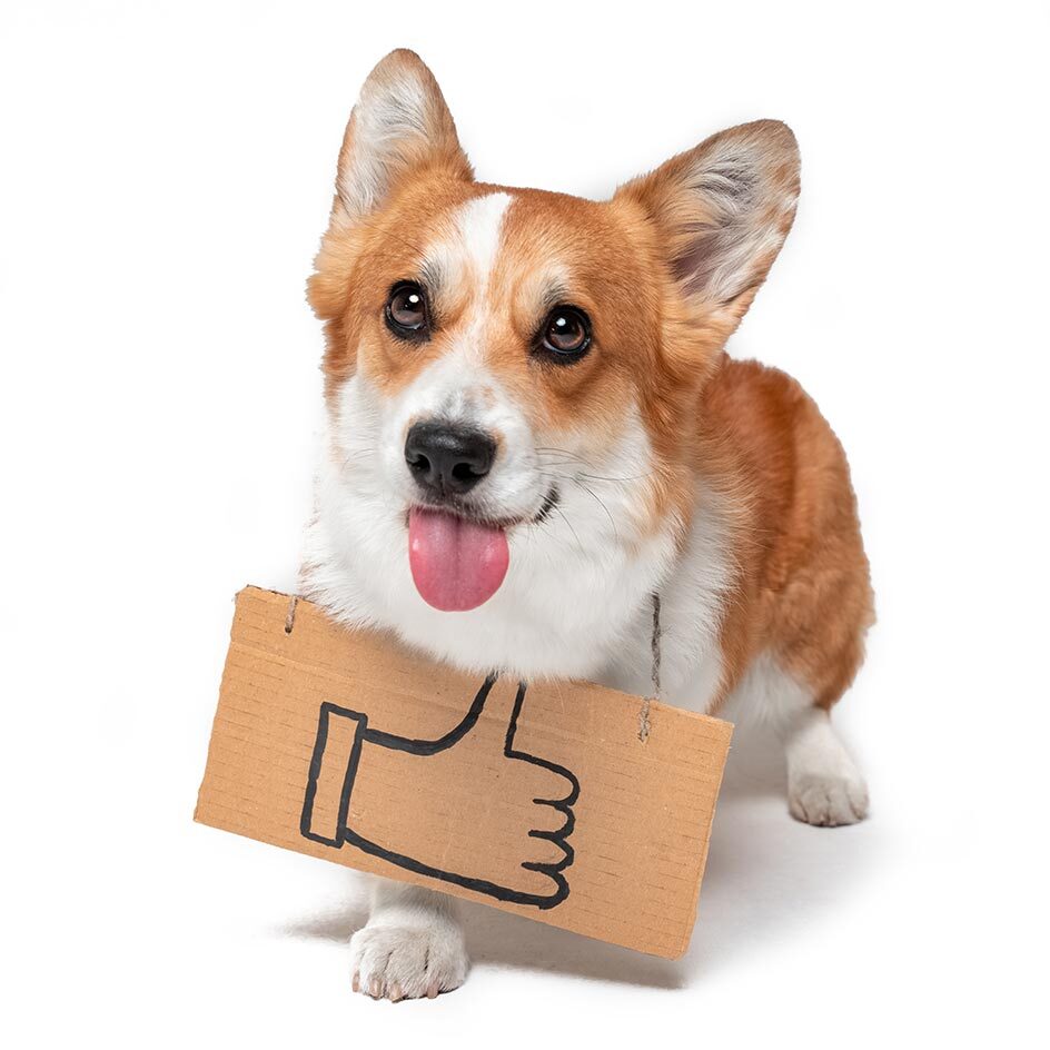 corgi with a thumbs up sign