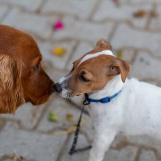 two-leashed-dogs-smelling-each-other-as-they-meet-for-the-first-time