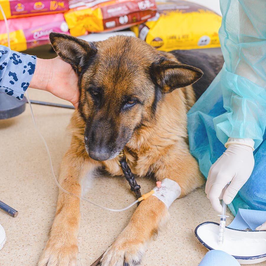 Sick Dog Getting IV Fluids At Vet