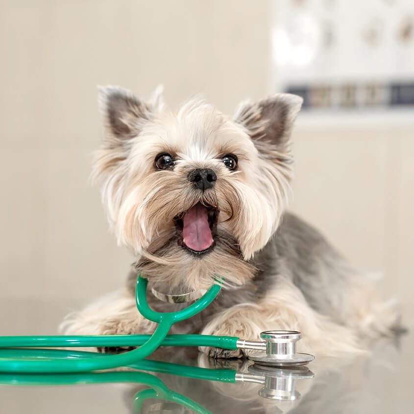 Small Dog Wearing Stethescope Around Neck