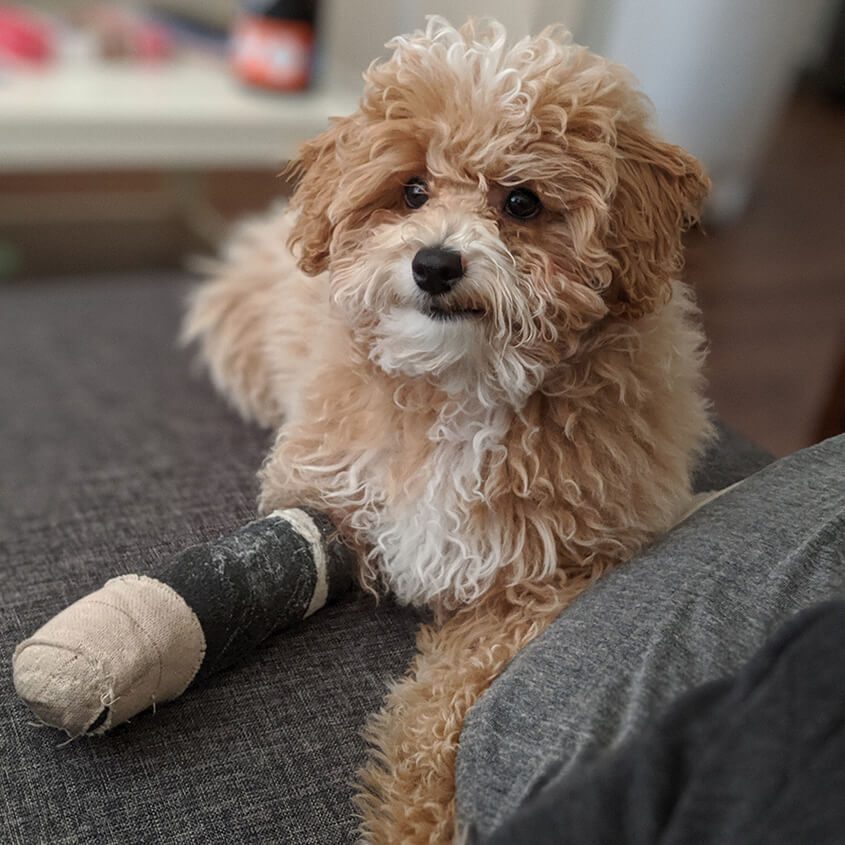 Small Dog With Leg Cast