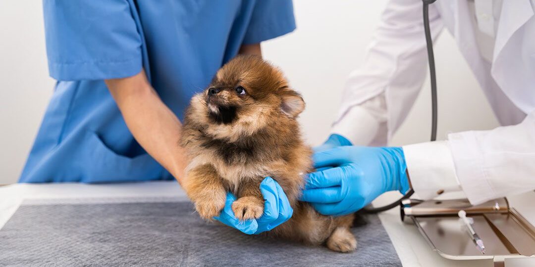 Veterinarian And Assistant Giving Puppy A Vaccine