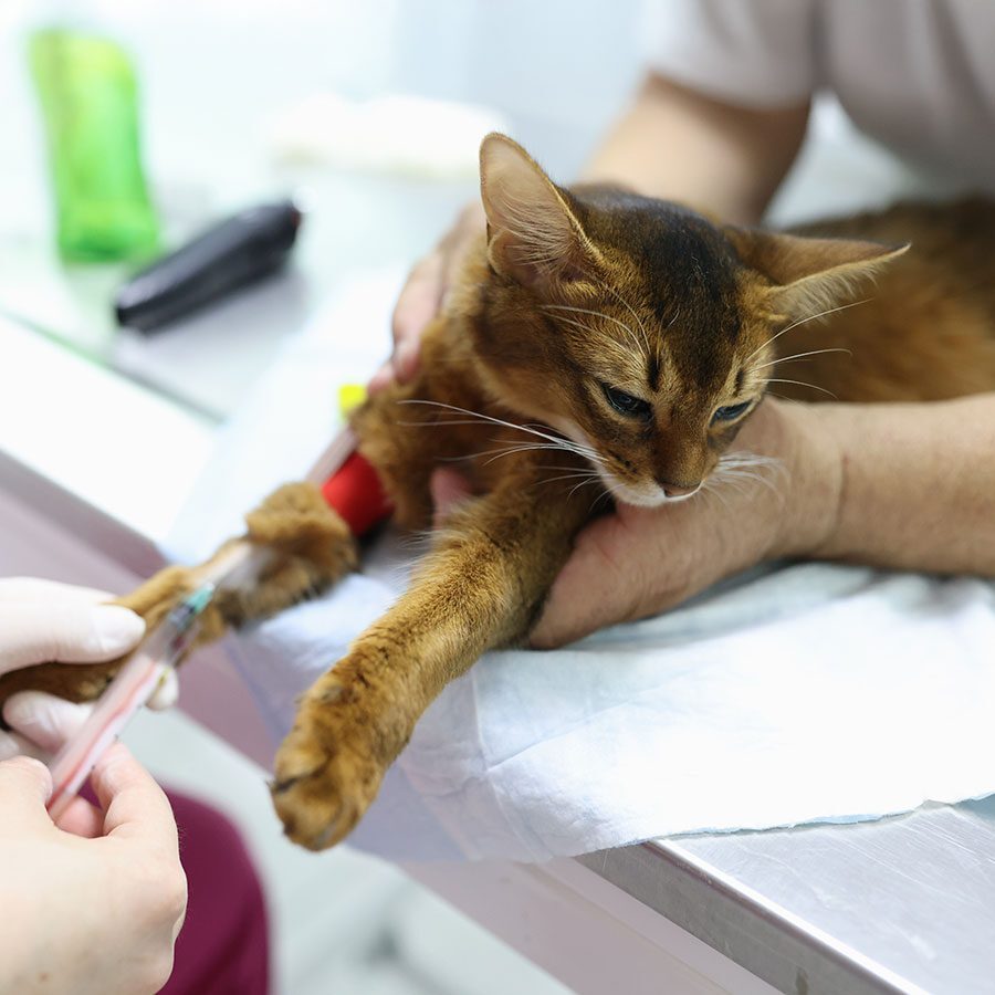 Veterinarian Conducting Blood Test On Cat