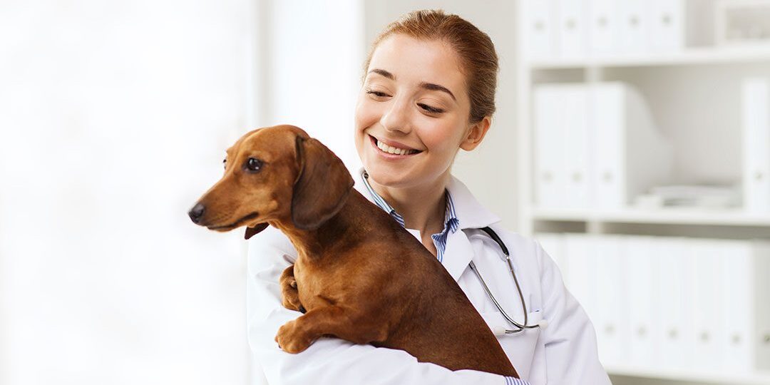 Veterinarian Holding A Dashound