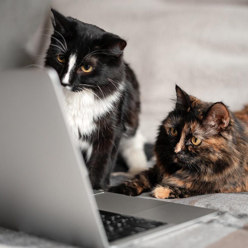 two cats looking at a computer screen