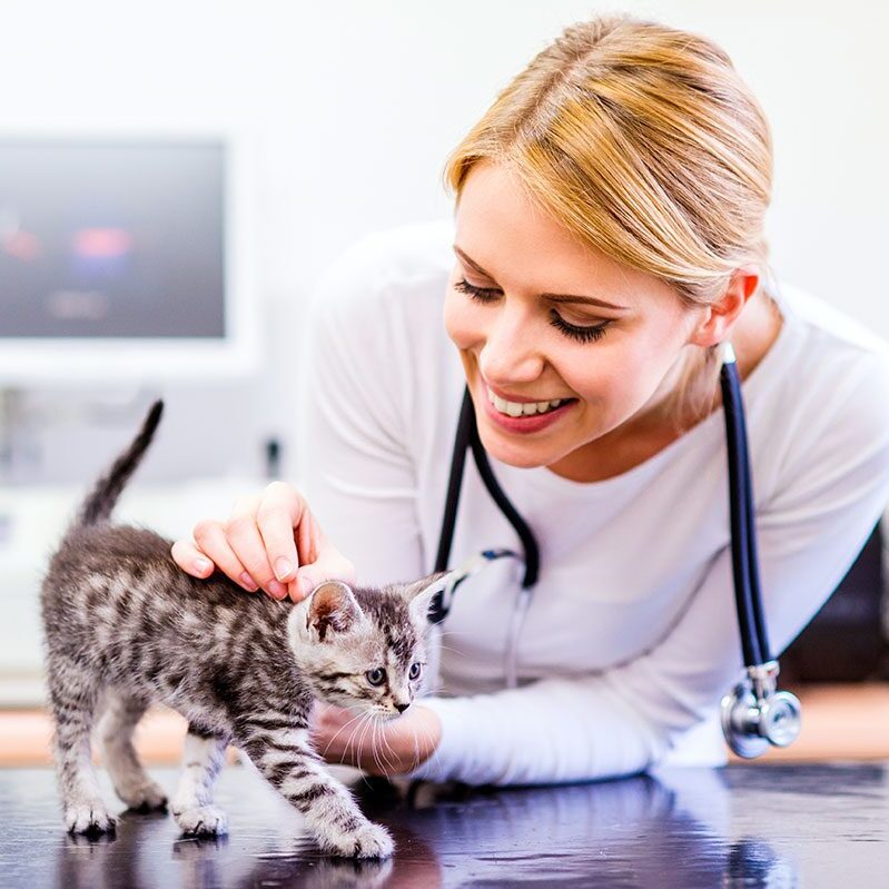 veterinarian with a small kitten